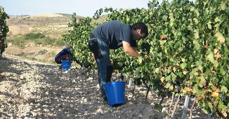 Neiker uva tempranillo