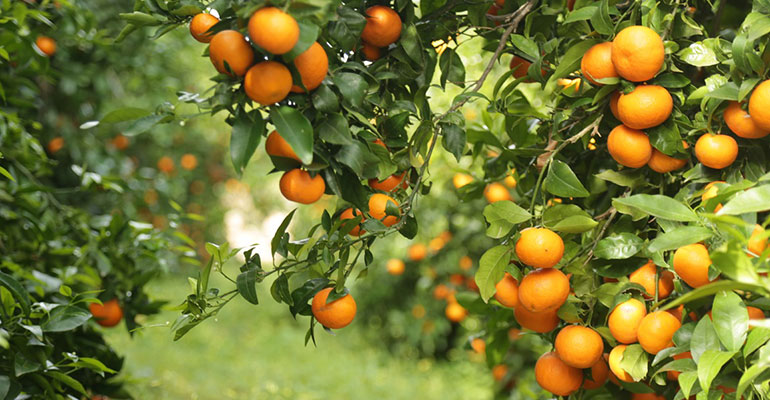 mandarina Orri