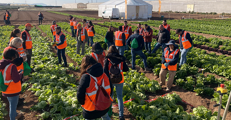 BASF recolecta con éxito lechuga iceberg de forma mecanizada