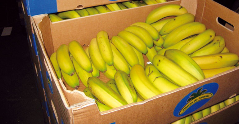 Un embalaje de 8 kg de capacidad para el sector del plátano 