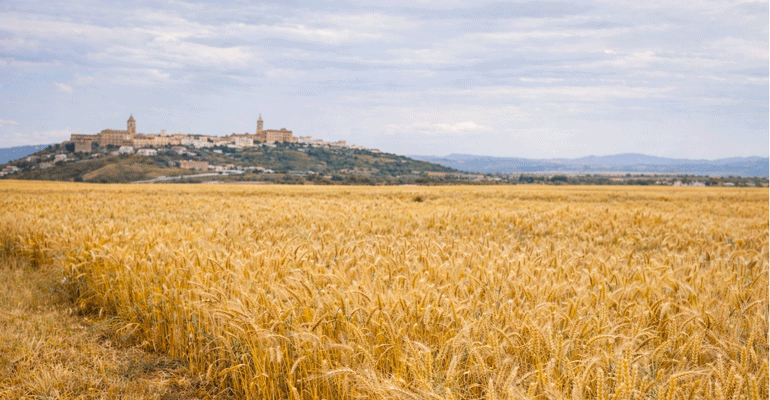 LIFE Innocereal EU confirma que los bioestimulantes mejoran la rentabilidad del cereal