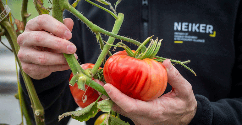Neiker refuerza la innovación del primer sector con trece iniciativas estratégicas para la agricultura, la ganadería y los bosques de Euskadi