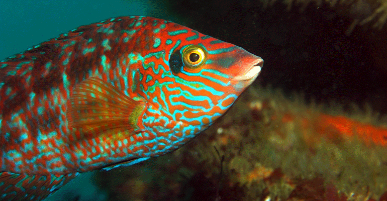 AZTI
