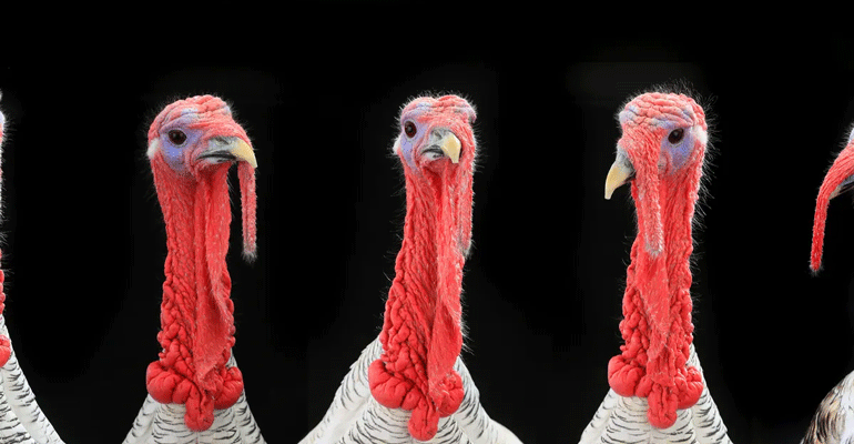 Se esperan nuevos brotes de gripe aviar en Europa hasta que acabe el invierno