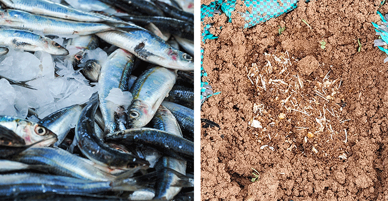 De residuos pesqueros a fertilizantes biológicos: una solución para una agricultura sostenible