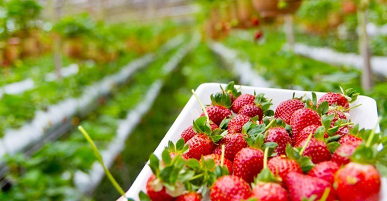 El sector de la fresa trabaja para reducir los pesticidas